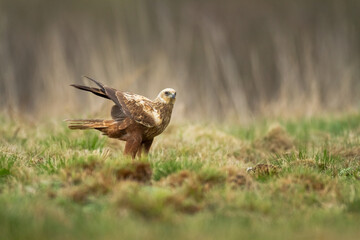 Flying Birds of prey Marsh harrier Circus aeruginosus, hunting time Poland Europe	