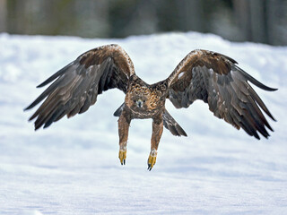 Golden eagle (Aquila chrysaetos)