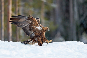 Golden eagle (Aquila chrysaetos)