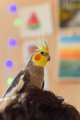Beautiful photo of a bird. Ornithology.Funny parrot.Cockatiel parrot.
Home pet yellow bird.Beautiful feathers.Love for animals.Cute cockatiel.Home pet parrot.A bird with a crest.Natural color.Birdie.