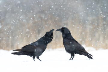 Bird beautiful raven Corvus corax North Poland Europe