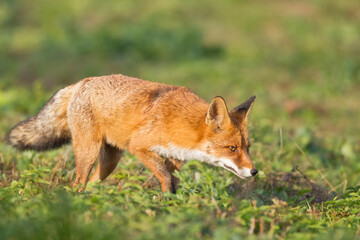 Red Fox Vulpes vulpes in winter scenery, Poland Europe, animal walking among meadow in amazing warm light