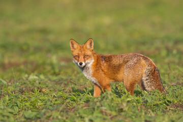 Red Fox Vulpes vulpes in winter scenery, Poland Europe, animal walking among meadow in amazing warm light
