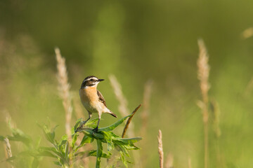 Bird Whinchat Saxicola rubetra - bird sitting on the weed, male, amazing background with warm light summer time Poland, Europe