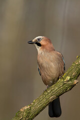 Bird Eurasian Jay Garrulus glandarius sitting on the branch Poland, Europe