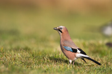 Bird Eurasian Jay Garrulus glandarius sitting on the branch Poland, Europe