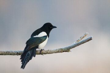 The Eurasian Magpie or Common Magpie or Pica pica on the branch with colorful background, winter time