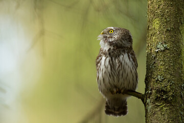 Pygmy owl Glaucidium passerinum little owl natural dark forest north parts of Poland Europe