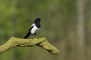 The Eurasian Magpie or Common Magpie or Pica pica on the branch with colorful background, winter time