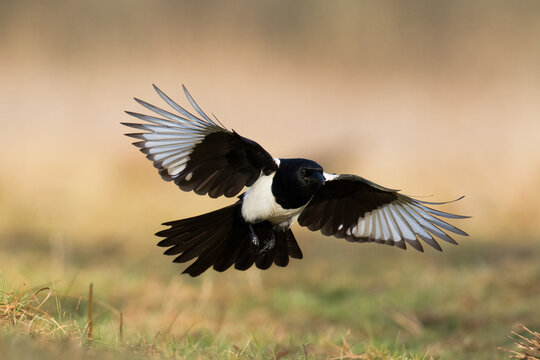 The Eurasian Magpie or Common Magpie or Pica pica on the branch with colorful background, winter time