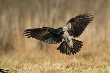 Bird - Hooded crow Corvus cornix in amazing blurred background Poland Europe