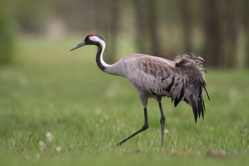 Wild common crane, grus grus, walking on hay field in spring nature. Large feathered bird landing on meadow from side view. Animal wildlife in wilderness