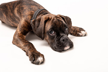 A 4 month old pedigree tan boxer dog puppy isolated on a white background