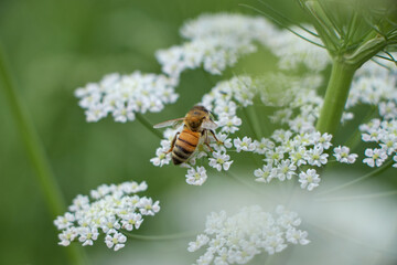 Bee collects pollen for honey. Anise flower field. caraway flower t. Fresh medicinal plant. Seasonal background. Blooming cumin field background on summer sunny day.
