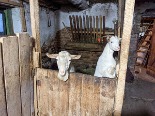Concept of development of individual livestock in rural settlements. Cute white goats in barn. Farm animal feeding.