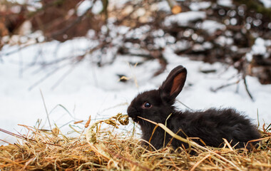 A small black rabbit sits on the hay and eats a leaf. He sits sideways against a background of snow...