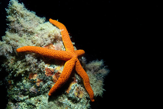 Echinaster sepositus sobre roca en el mar Mediterr&aacute;neo