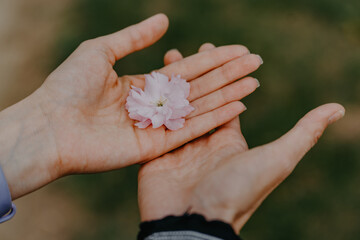 A woman's hand holds a pink cherry blossom in the garden. Close-up