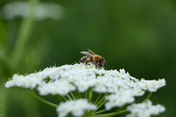 Bee collects pollen for honey. Anise flower field. caraway flower t. Fresh medicinal plant. Seasonal background. Blooming cumin field background on summer sunny day.