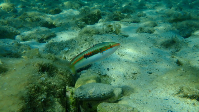 Mediterranean rainbow wrasse (Coris julis) undersea, Aegean Sea, Greece, Thasos island
