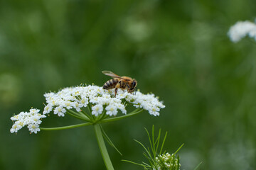 Bee collects pollen for honey. Anise flower field. caraway flower t. Fresh medicinal plant. Seasonal background. Blooming cumin field background on summer sunny day.