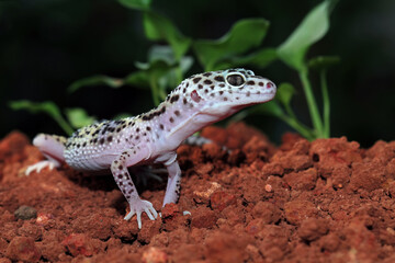 Fat-tailed geckos in its natural habitat, gecko lizard above ground, eublepharis macularius, animal closeup
