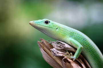 Emerald tree skink on branch, green lizard close up