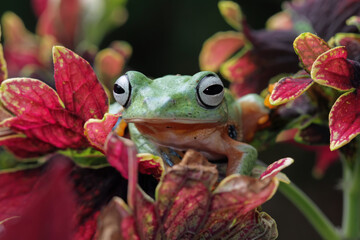 flying tree frog on leaves, Javan tree frog Rhacophorus reinwardtii, animal closeup