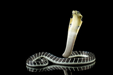 Baby king cobra on branch with black background, Indonesian snake with can be very deadly, very venomous snake (ophiopahus hannah), animal closeup