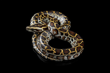 Python molurus bivittatus isolated on black background, Burmese python snake forms the figure eight...