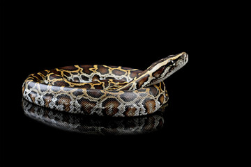 Python molurus bivittatus isolated on black background, Burmese python snake, non-venomous snake