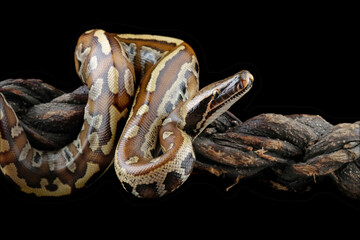 Blood python snake isolated on black background, Python brongersmai closeup