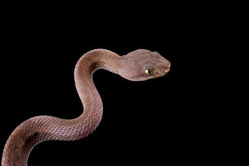 Baby viper snake on branch with black background, trimeresurus purpureomaculatus viperidae