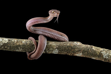 Baby viper snake on branch with black background, trimeresurus purpureomaculatus viperidae