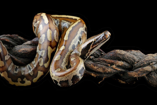 Blood python snake isolated on black background, Python brongersmai closeup