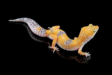 Fat-tailed geckos isolated on black background, cute lizards that are easy to care for, eublepharis macularius