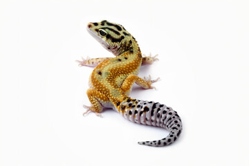 Fat-tailed geckos isolated on white background, cute lizards that are easy to care for, eublepharis macularius