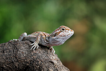 Baby bearded dragon sitting on branch, Australian cute lizard on tree, animals closeup