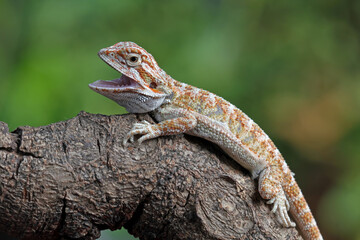 Baby bearded dragon sitting on branch, Australian cute lizard on tree, animals closeup