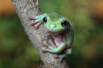 Dumpy frog on branch, tree frog front view, litoria caerulea, animals closeup