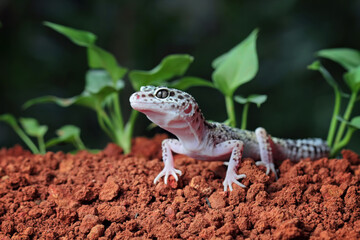 Fat-tailed geckos in its natural habitat, gecko lizard above ground, eublepharis macularius, animal closeup