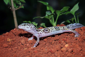 Fat-tailed geckos in its natural habitat, gecko lizard above ground, eublepharis macularius, animal closeup