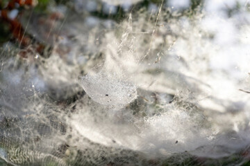 Complex tiered web on a bush with red berries