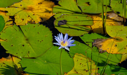 Lila blaue Seerose auf einem See in Kapstadt Süd Afrika