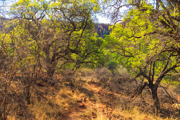 Andersson Trail in Waterberg Plateau National Park, Kalahari, Otjiwarongo, Namibia, Africa.