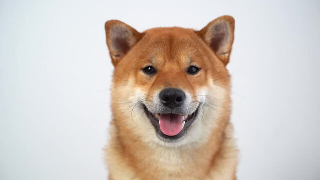 Portrait of a japanese dog. A cute shiba inu dog is looking at the camera.