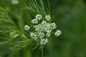 White flowering plant, Caraway or meridian fennel or Persian cumin or Carum carvi flower close up 