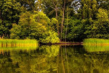 Djurgardsbrunnsviken canal bank with lush vegetation of trees and reeds in Djurgarden Island in Stockholm
