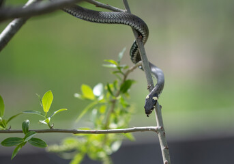 A grass snake (Natrix natrix) climbing a willow tree branch