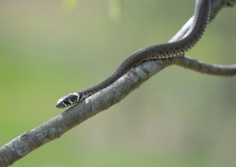 Naklejka na ściany i meble A grass snake (Natrix natrix) climbing a willow tree branch